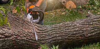 Professional Tree Services in Cedartown, GA