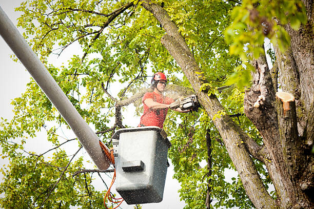 How Our Tree Care Process Works  in  Cedartown, GA