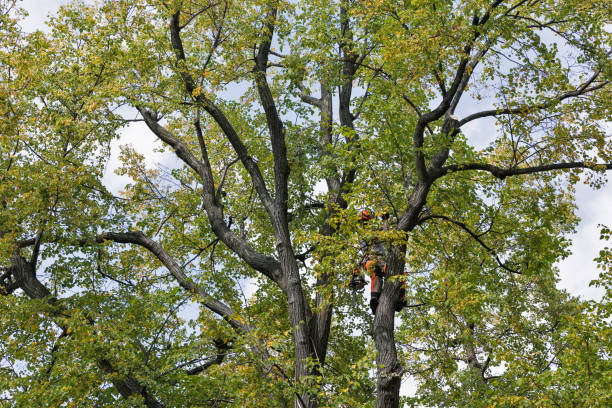 Best Utility Line Clearance  in Cedartown, GA